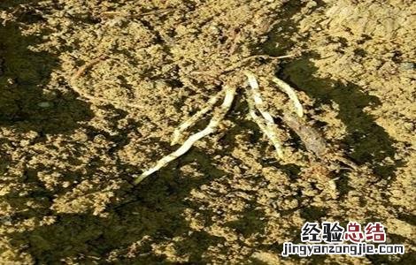 葡萄根系生长环境 葡萄什么根系