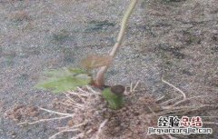 葡萄根系生长环境 葡萄什么根系