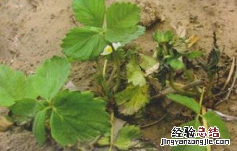 草莓青枯病防治方法 草莓青枯病防治方法视频
