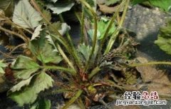 草莓青枯病防治方法 草莓青枯病防治方法视频