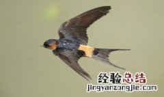 燕子归巢是几月 燕子归去是什么季节