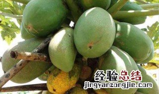 木瓜栽培可以扦插吗 木瓜树可以扦插繁殖吗