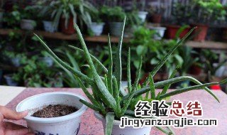 美容芦荟怎么栽培 美容芦荟是怎样扦插的