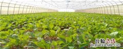 冬天大棚种植蔬菜品种 冬天大棚蔬菜有哪些品种