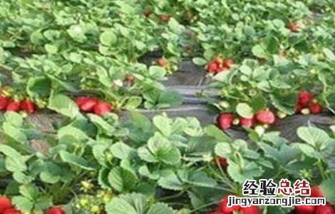 奶油草莓种植技术与管理 奶油草莓种植技术