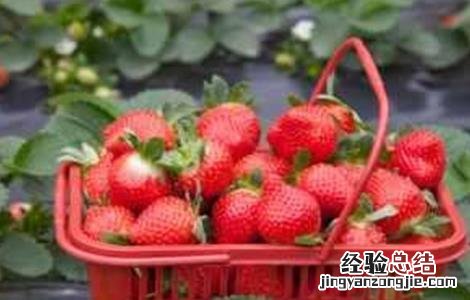 奶油草莓种植技术与管理 奶油草莓种植技术