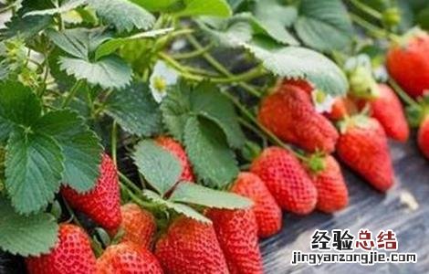 奶油草莓种植技术与管理 奶油草莓种植技术