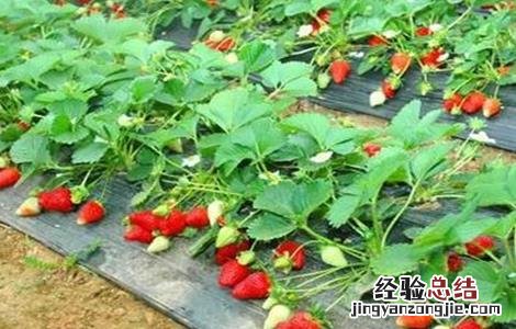 奶油草莓种植技术与管理 奶油草莓种植技术