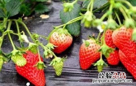 奶油草莓种植技术与管理 奶油草莓种植技术