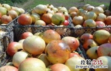 石榴采摘后如何保存 石榴采摘后可以保存多久