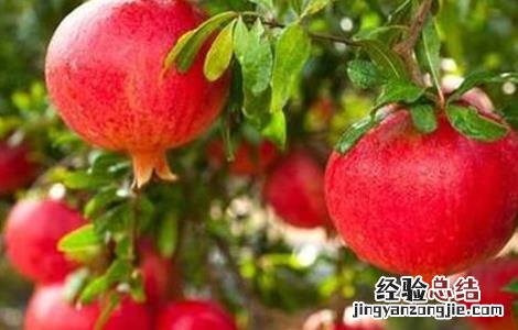 石榴采摘后如何保存 石榴采摘后可以保存多久