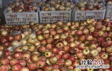 石榴采摘后如何保存 石榴采摘后可以保存多久