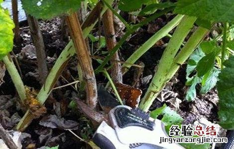 覆盆子栽培技术及病虫害防治 覆盆子栽培技术