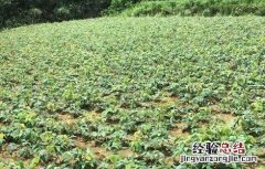 覆盆子栽培技术及病虫害防治 覆盆子栽培技术