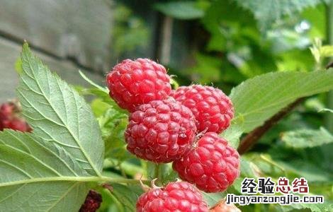 覆盆子栽培技术及病虫害防治 覆盆子栽培技术