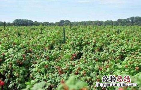 覆盆子栽培技术及病虫害防治 覆盆子栽培技术