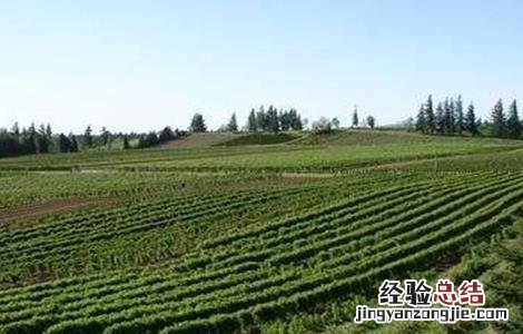 覆盆子栽培技术及病虫害防治 覆盆子栽培技术