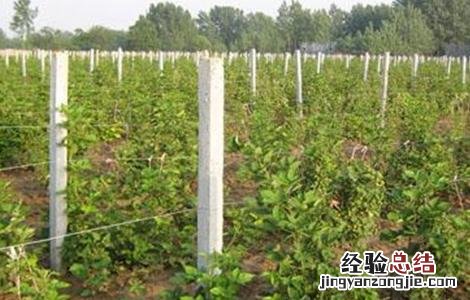 覆盆子栽培技术及病虫害防治 覆盆子栽培技术