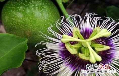 百香果不开花的原因 百香果不开花原因