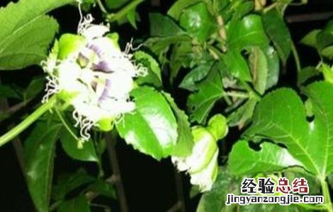 百香果不开花的原因 百香果不开花原因