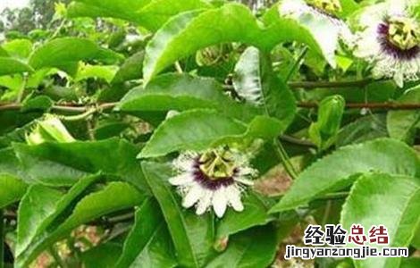 百香果不开花的原因 百香果不开花原因