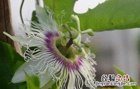 百香果不开花的原因 百香果不开花原因