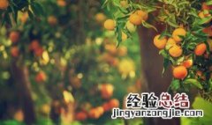 家里种树有什么讲究 家里种树有什么讲究风水