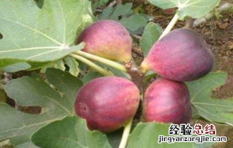 无花果长果后怎么管理 无花果徒长怎么办