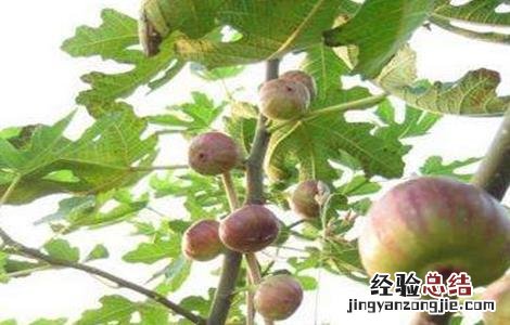 无花果长果后怎么管理 无花果徒长怎么办