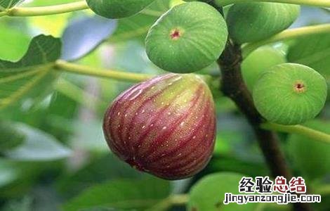 无花果长果后怎么管理 无花果徒长怎么办