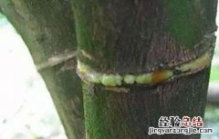 猕猴桃环割方法和注意事项视频 猕猴桃环割方法和注意事项