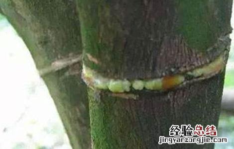 猕猴桃环割方法和注意事项视频 猕猴桃环割方法和注意事项