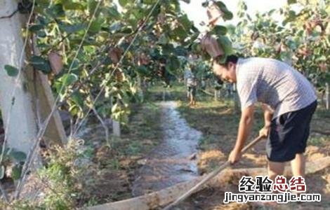 猕猴桃环割方法和注意事项视频 猕猴桃环割方法和注意事项