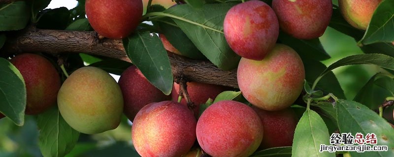 李子苗什么季节栽 李子苗什么时候种植好