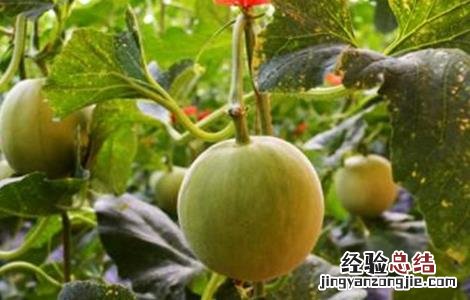 化瓜的原因及防治措施 甜瓜化瓜原因及防治方法