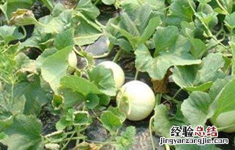 化瓜的原因及防治措施 甜瓜化瓜原因及防治方法