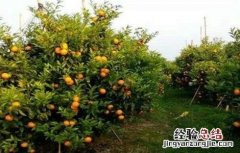 沃柑的田间管理 沃柑田间管理技术