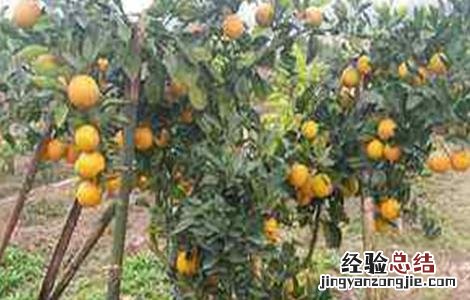 沃柑的田间管理 沃柑田间管理技术