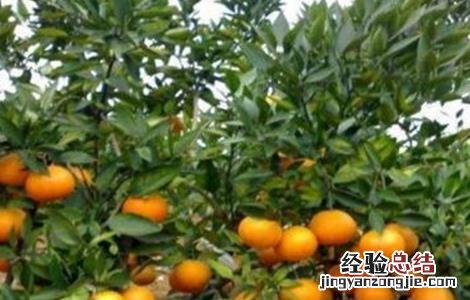 沃柑的田间管理 沃柑田间管理技术