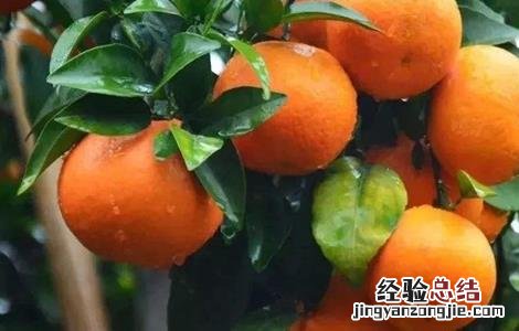 沃柑的田间管理 沃柑田间管理技术