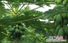 木瓜的种植方法和管理 木瓜的种植方法和管理视频