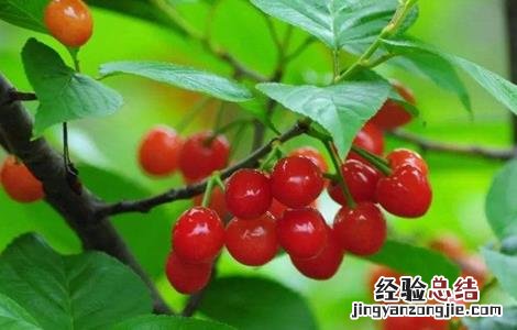 樱桃无公害施肥技术 樱桃无公害施肥技术要点