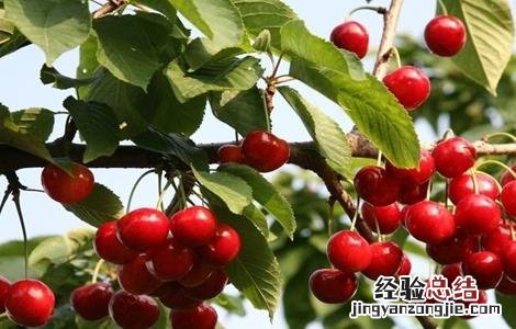 樱桃无公害施肥技术 樱桃无公害施肥技术要点