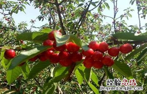 樱桃无公害施肥技术 樱桃无公害施肥技术要点