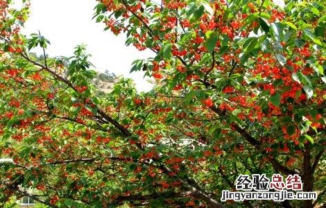 樱桃无公害施肥技术 樱桃无公害施肥技术要点