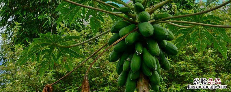 木瓜的原产地在哪里 木瓜产地在哪里