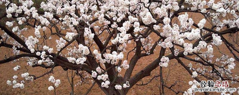 杏树的花芽是什么样的 杏树花芽与叶芽的区别