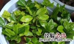 栀子花枝条怎么扦插 栀子花枝条如何扦插