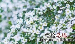 喷雪花几月扦插 喷雪花几月扦插比较好