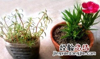 太阳花扦插后可以晒太阳吗视频 太阳花扦插后可以晒太阳吗